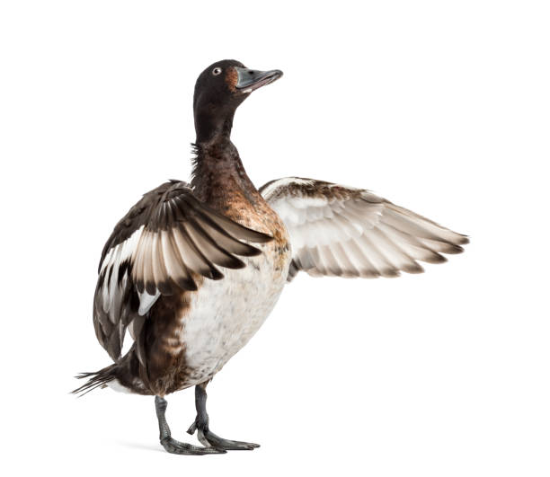 istock Baer's pochard spreading his wings, Duck, bird, isolated on white 1217838596