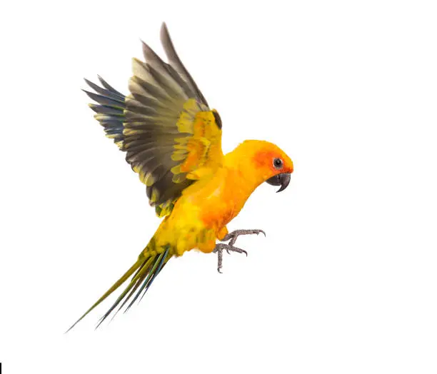 Photo of sun parakeet, bird, Aratinga solstitialis, flying, isolated