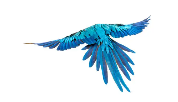 Photo of rear view of a blue-and-yellow macaw, Ara ararauna, flying, isolated