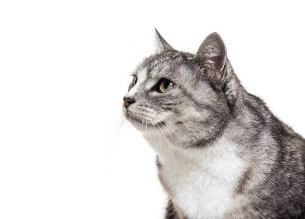 istock Close-up on a grey mixed-breed cat, isolated on white 1217839343