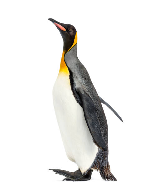 istock Side view of a king penguin walking, isolated on white 1217839385