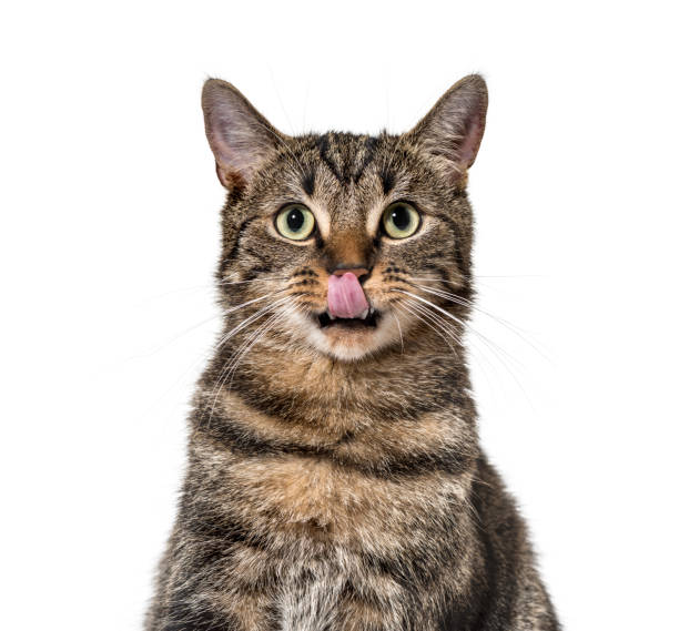 白で孤立した縞模様の混合品種の猫の唇(2歳)を舐めるクローズアップ - licking ストックフォトと画像