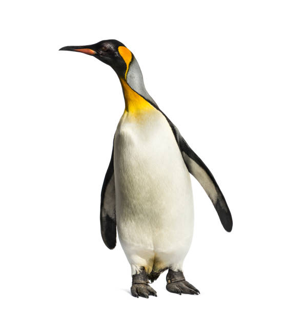 istock king penguin standing in front of a white background 1217839550