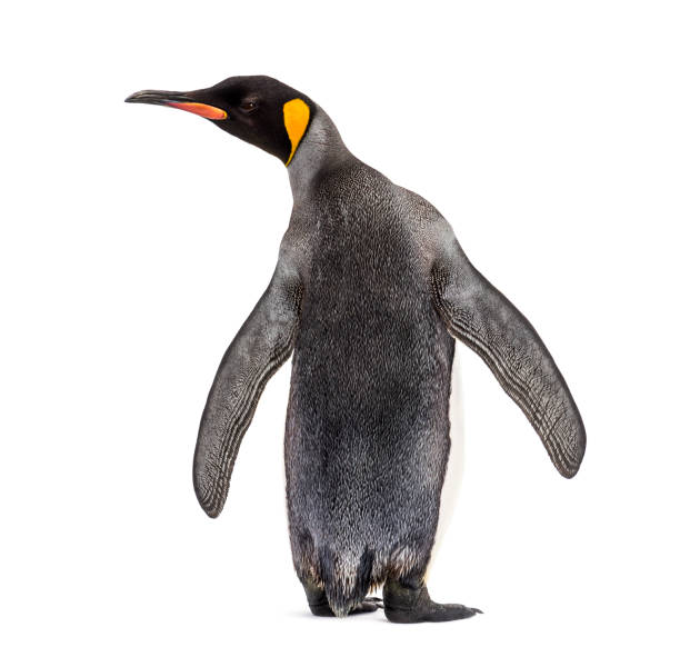 istock Back view of a king penguin isolated on white 1217839566