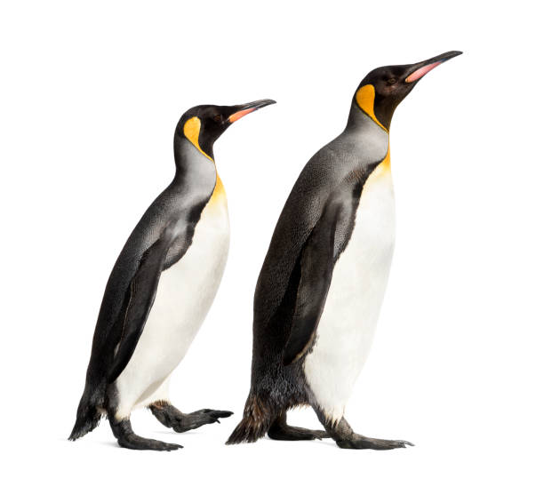 istock Side view of a king penguin walking, isolated on white 1217839572
