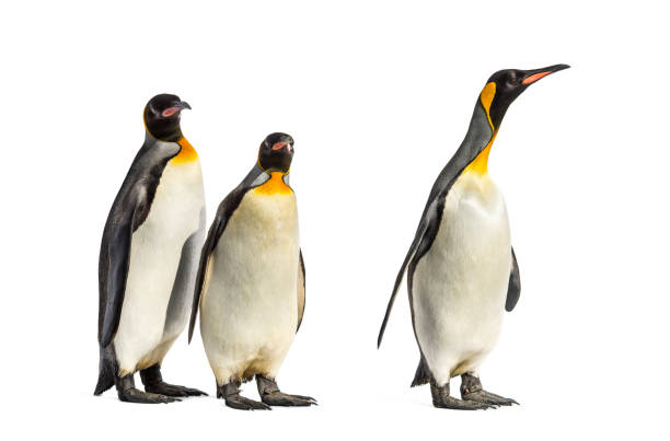 istock King penguins walking in a row, isolated 1217839600