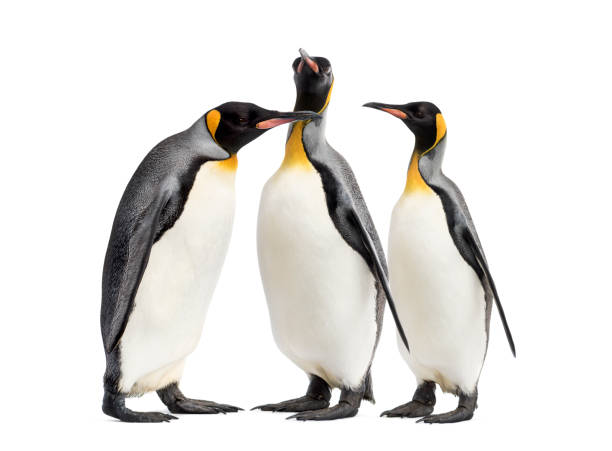 istock King penguins walking in a row, isolated 1217839735