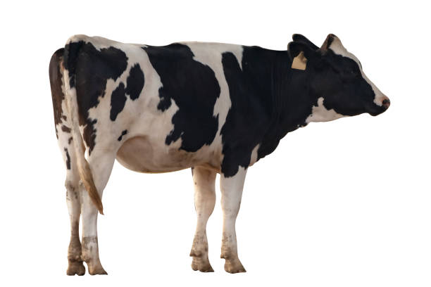 istock Black and white cow image  isolated on the white background. 1217839758