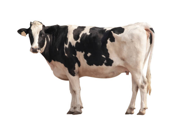 istock Black and white cow image  isolated on the white background. 1217839759