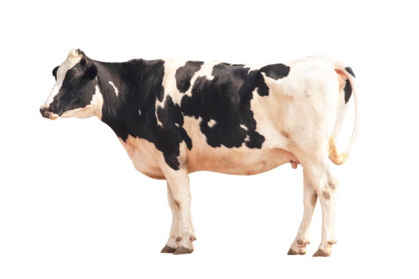 istock Black and white cow image  isolated on the white background. 1217839760