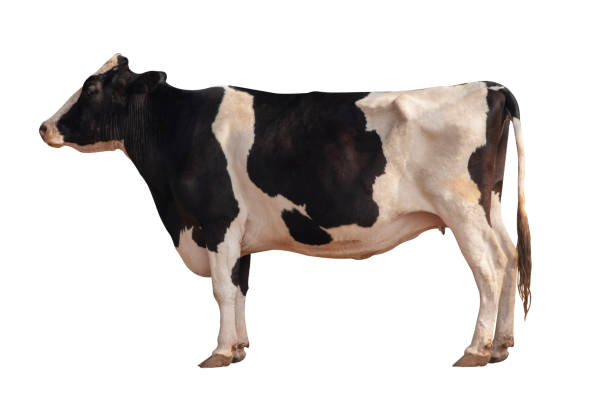 istock Black and white cow image  isolated on the white background. 1217839761