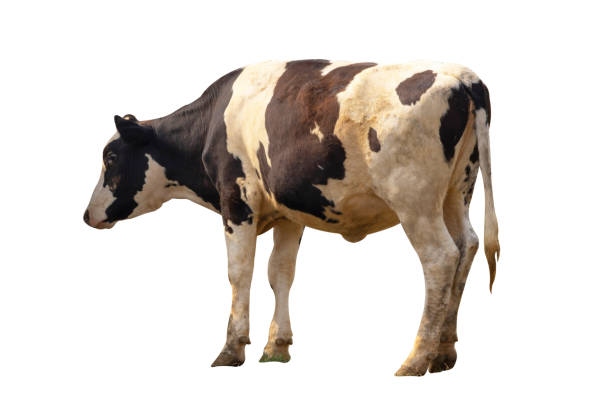 istock Black and white cow image  isolated on the white background. 1217839763