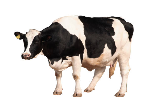istock Black and white cow image  isolated on the white background. 1217839764