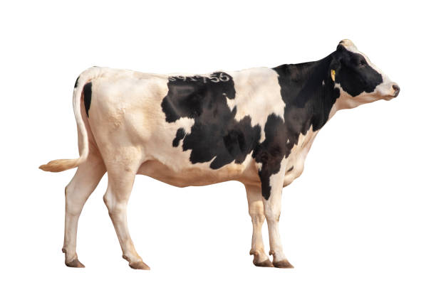 istock Black and white cow image  isolated on the white background. 1217839765