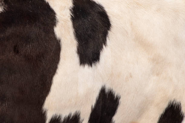 istock Genuine leather skin cow for design. 1217839774