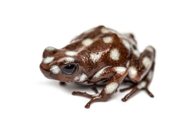 Maranon poison frog, Excidobates mysteriosus, isolated on white Maranon poison frog, Excidobates mysteriosus, isolated on white dendrobatidae stock pictures, royalty-free photos & images