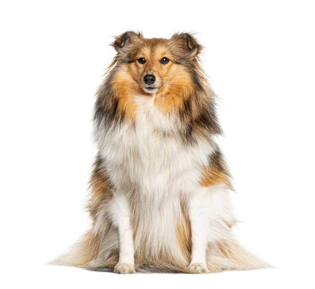 istock Sitting Shetland Sheepdog, isolated on white 1217840847