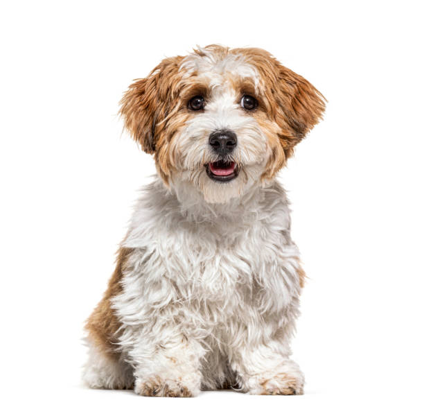 istock Sitting Puppy Havanese dog staring, 5 months old, isolated on white 1217840881