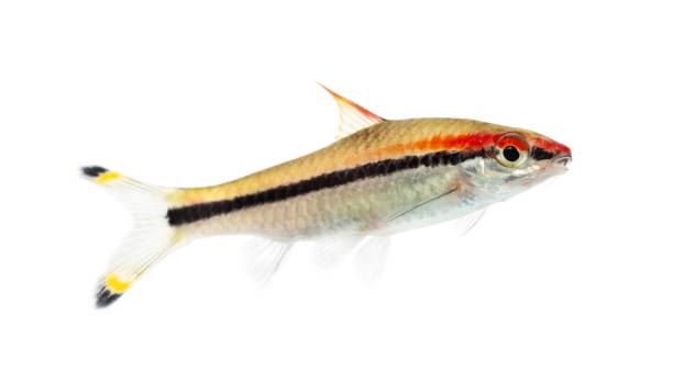 istock Denison barb, Sahyadria denisonii, isolated on white 1217840914