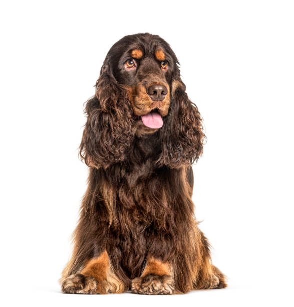 istock English Cocker Spaniel dog panting, isolated on white 1217840917