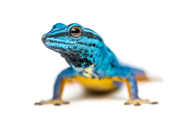 istock Electric blue gecko looking at the camera, Lygodactylus williamsi, isolated 1217840928