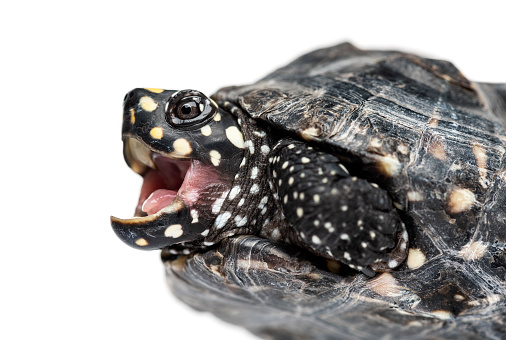 Close-up of a Black pond turtle mounth open, Geoclemys hamiltonii, isolated