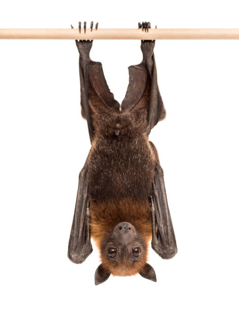 Lyle's flying fox hanging from a branch, Pteropus lylei, isolated Lyle's flying fox hanging from a branch, Pteropus lylei, isolated bat animal photos stock pictures, royalty-free photos & images