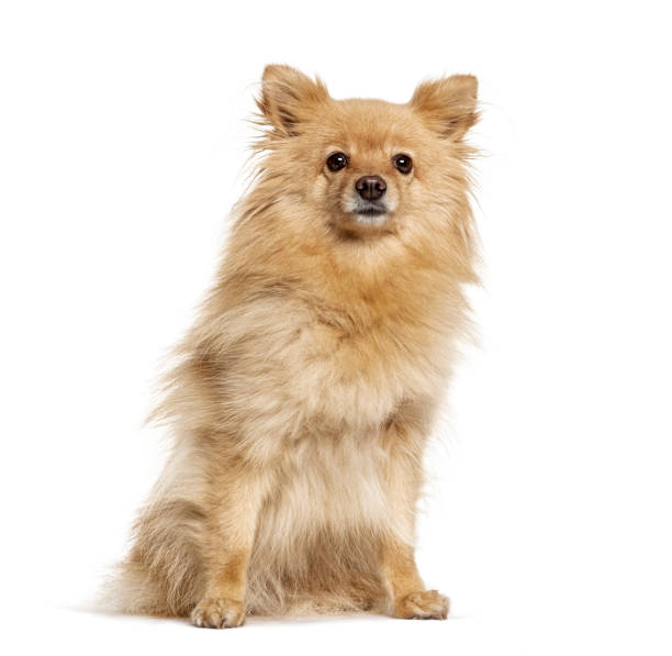 istock Sitting Pomeranian, isolated on white 1217840966