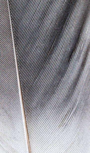 istock gray feather pigeon macro photo. texture or background 1217841655