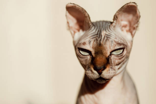 Portrait of a Sphynx cat looking away with intense yellow eyes on a blurred background