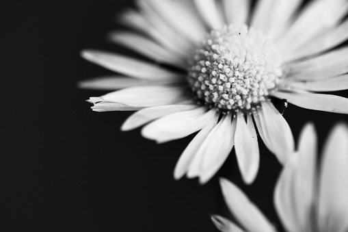 Selective focus macro shot of daisies in black and white monochrome
