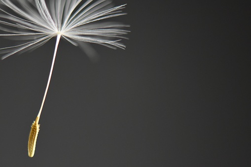 Artistic macro shot of a dandelion clock against a dark background