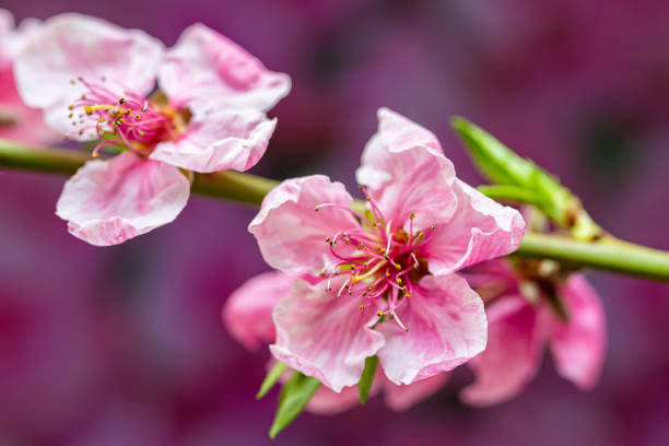 pink cherry tree flower blooming - cherry blossom blossom single flower isolated imagens e fotografias de stock