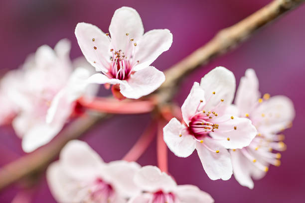 pink cherry tree flower blooming - cherry blossom blossom single flower isolated imagens e fotografias de stock