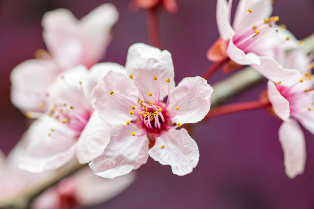 pink cherry tree flower blooming - cherry blossom blossom single flower isolated imagens e fotografias de stock