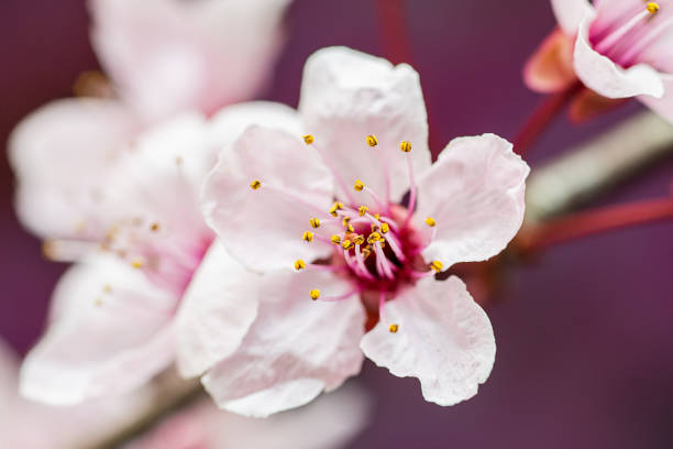 pink cherry tree flower blooming - cherry blossom blossom single flower isolated imagens e fotografias de stock