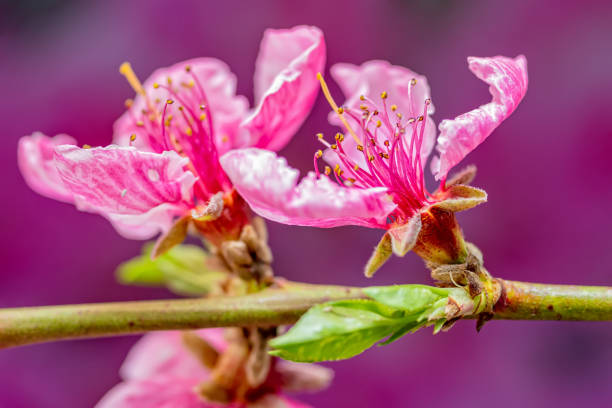 pink cherry tree flower blooming - cherry blossom blossom single flower isolated imagens e fotografias de stock