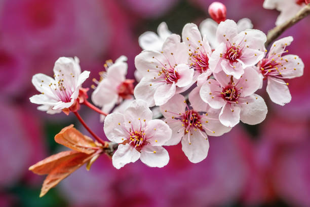 pink cherry tree flower blooming - cherry blossom blossom single flower isolated imagens e fotografias de stock