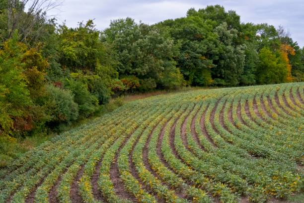 istock Late Season Soybeans Growing in Rows 1217846554