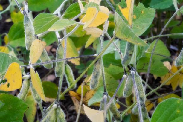 istock Late Season Soybeans Growing in Rows 1217846804