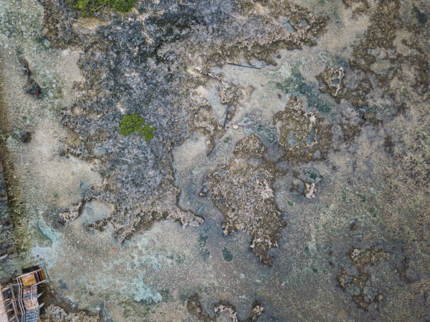 istock Aerial dead coral reef at Cloud 9 beach pattern background 1217848293