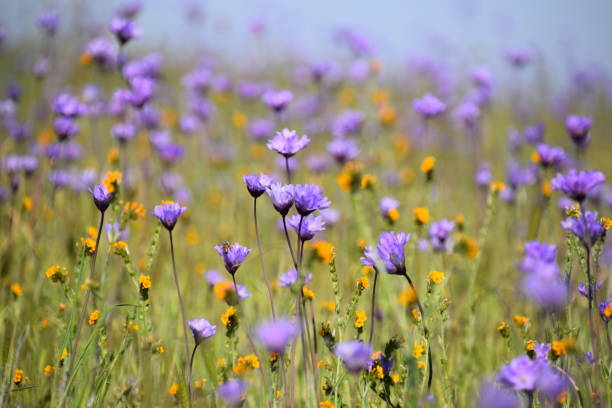 Wildflowers blooming early before spring season at Wind Wolves Preserve, Bakersfield, CA.