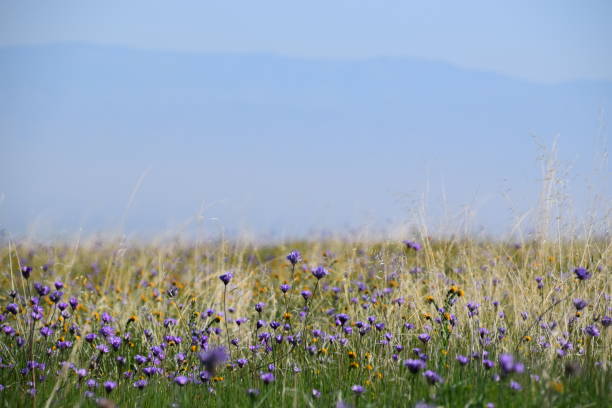 Wildflowers in a field in the sunset on a hungarian pasture