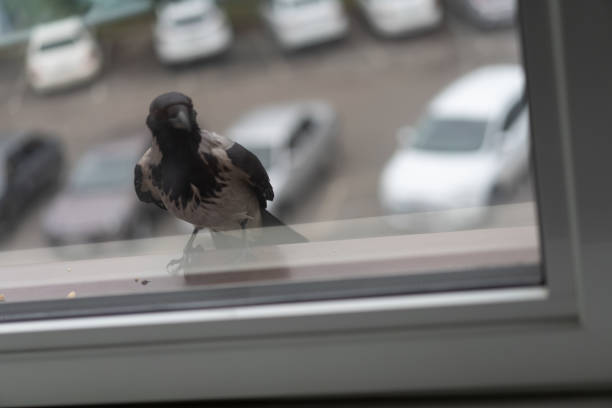 crow regarde par la fenêtre. le corbeau regarde par la fenêtre - common blackbird photos et images de collection