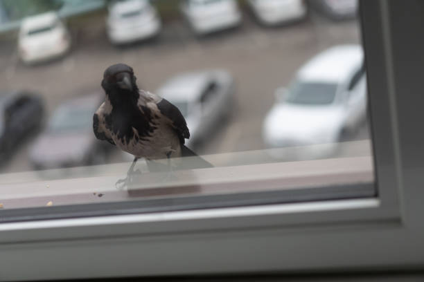 Crow looks out the window.Crow looks out the window