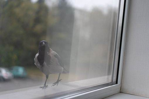 Crow looks out the window.Crow looks out the window