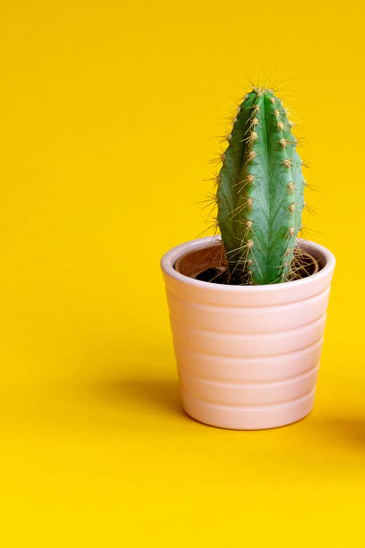 istock Beautiful bright cactus in pink pot on Yellow background. Minimal creative still life.Trendy Bright Color. 1217849903