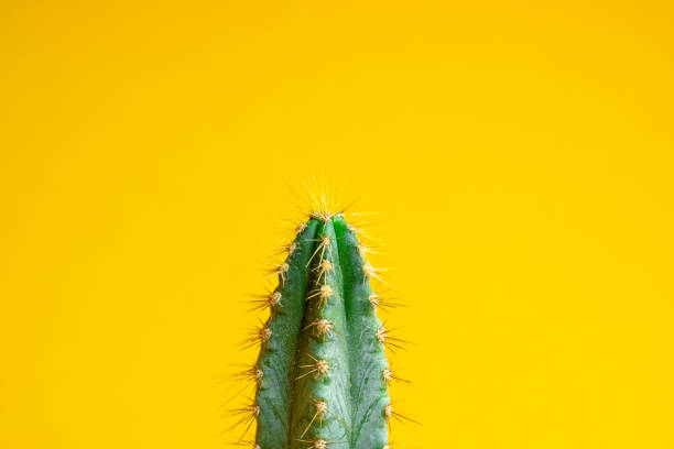 istock Beautiful bright cactus on Yellow background, closeup.Minimal creative still life. Trendy Bright Color. 1217849906