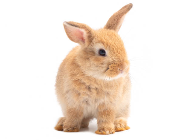 istock Orange-brown cute baby rabbit isolated on white background. Lovely young rabbit stepping. 1217849993
