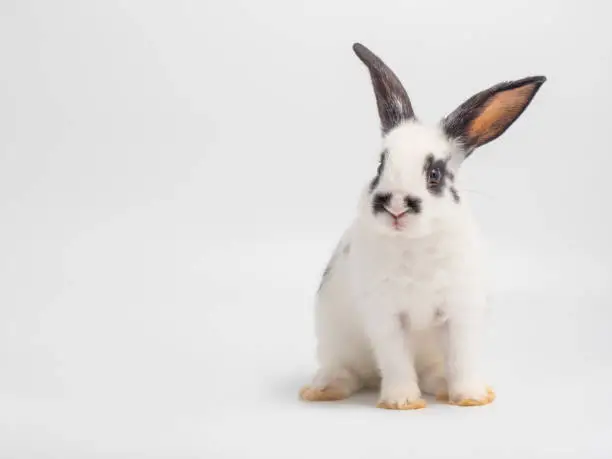 Photo of White baby rabbit on white background. Lovely baby rabbit ,white body and black spot on eye ear and nose.